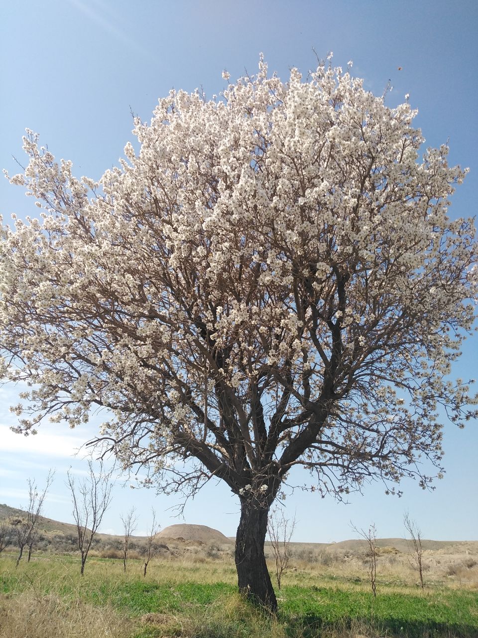 طبیعت زیبای بهاری روستای اسفید بام و صفی‌آباد|2866163